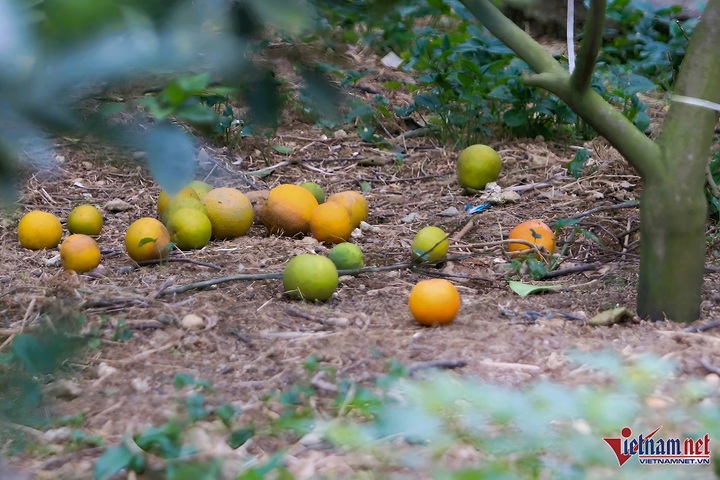 Nghe An orange growers face losses on Tet harvest - 2 Nghe An orange growers face losses on Tet harvest - 2