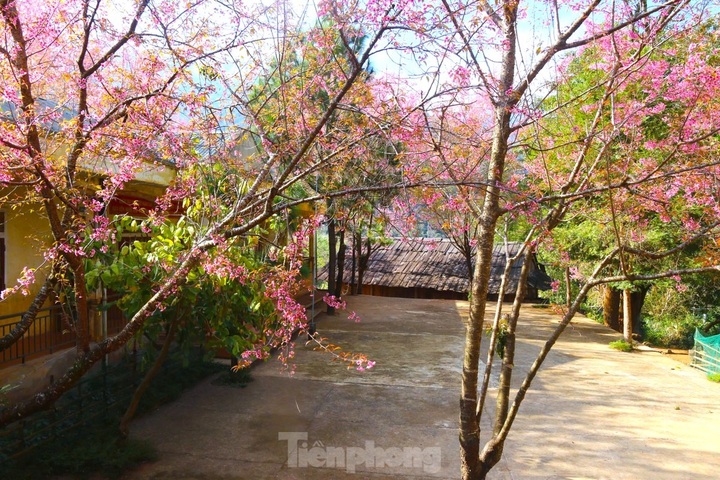 Cherry blossoms in full bloom in Nghe An - 7 Cherry blossoms in full bloom in Nghe An - 7