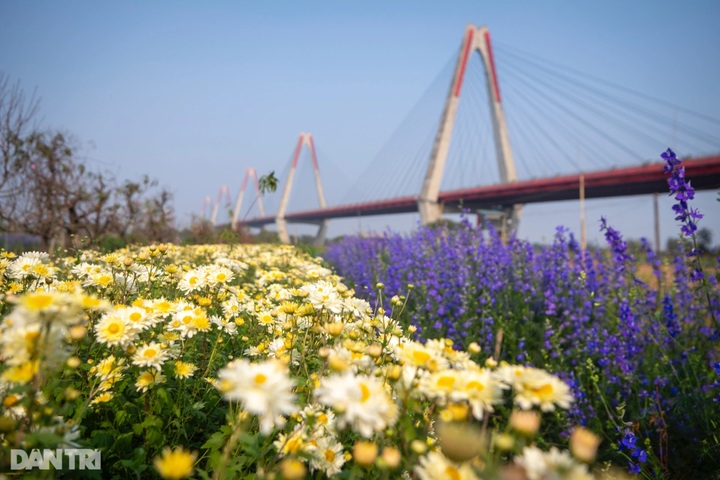 Hanoi's typhoon-hit peach blossom village faces tough recovery - 6 Hanoi's typhoon-hit peach blossom village faces tough recovery - 6