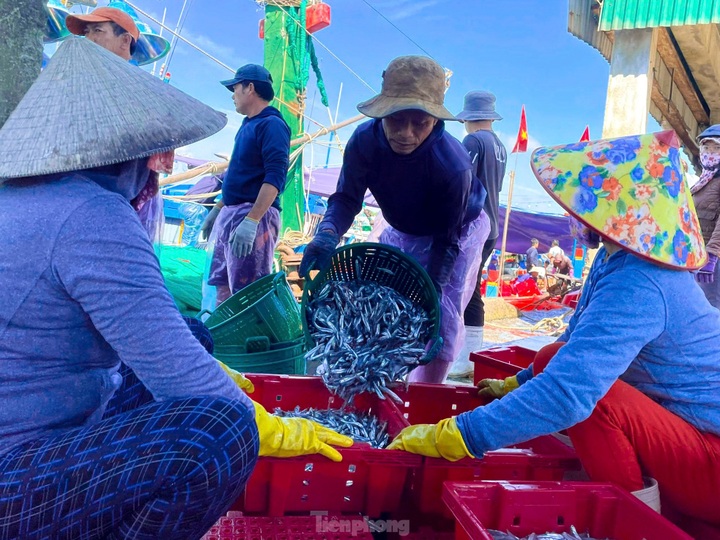 Fishermen have bumper catches ahead of Tet - 4 Fishermen have bumper catches ahead of Tet - 4