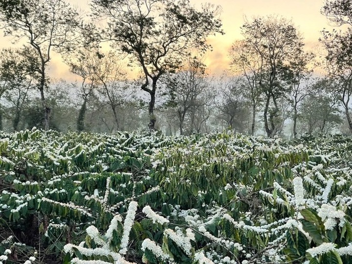 Coffee flowers start blooming in Dak Lak - 2 Coffee flowers start blooming in Dak Lak - 2