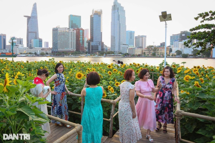 Sunflower field by Saigon River attracts visitors - 1 Sunflower field by Saigon River attracts visitors - 1