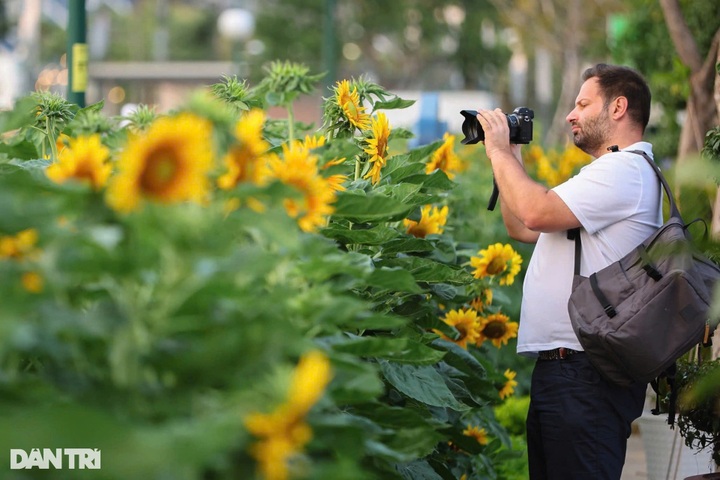 Sunflower field by Saigon River attracts visitors - 7 Sunflower field by Saigon River attracts visitors - 7