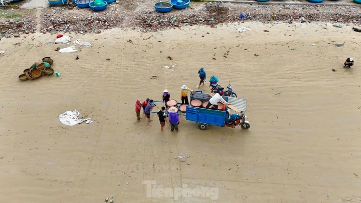 Quang Ngai fishermen enjoy good shrimp catch - 9 Quang Ngai fishermen enjoy good shrimp catch - 9