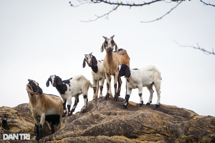 VND44-trillion resort complex to be built at Hai Van Pass - 3 VND44-trillion resort complex to be built at Hai Van Pass - 3