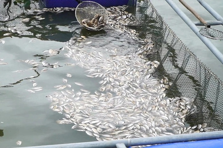 Mass fish die-off reported in Quang Nam river - 1