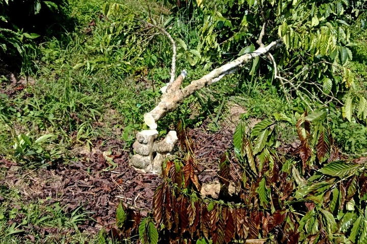 Dak Nong farmer complains as 700 coffee trees destroyed - 1 Dak Nong farmer complains as 700 coffee trees destroyed - 1