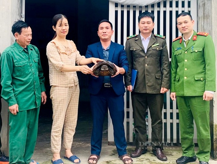 Rare turtle handed over to Ha Tinh national park - 1