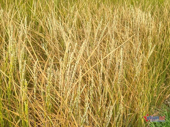 Gia Lai farmers helpless as drought kills rice crops - 3
