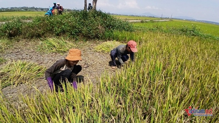 Gia Lai farmers helpless as drought kills rice crops - 2