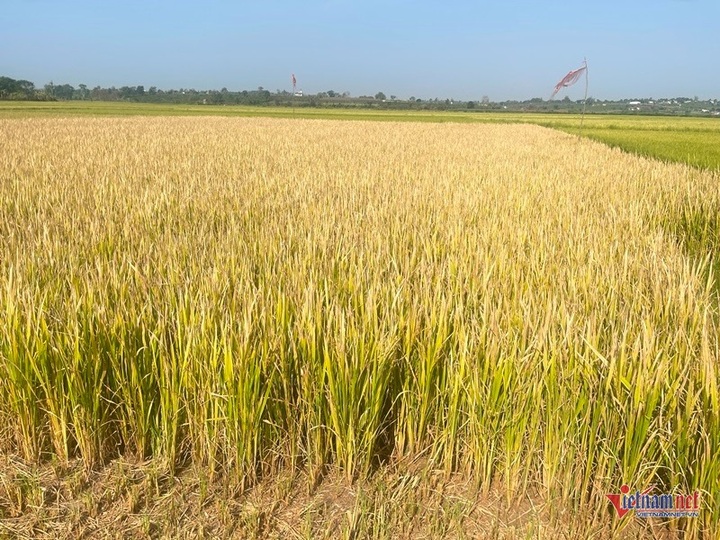 Gia Lai farmers helpless as drought kills rice crops - 1