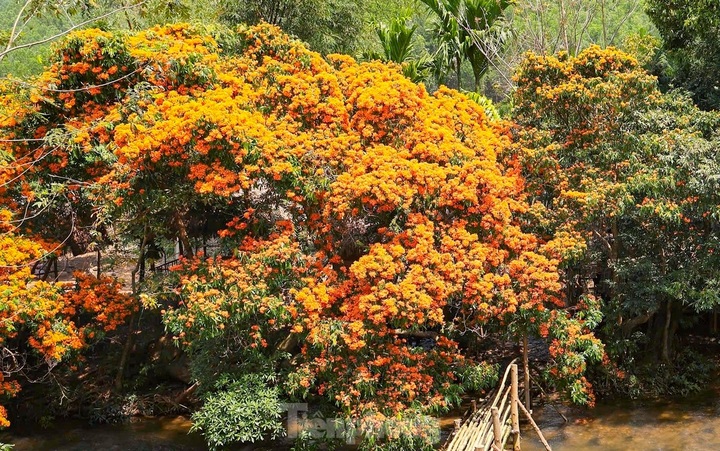 Jungle Geranium season by Binh Dinh stream - 2