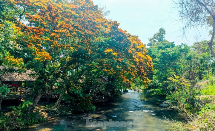 Jungle Geranium season by Binh Dinh stream - 3