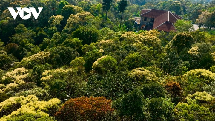 Bach Ma Mountain's seasonal beauty - 5 Bach Ma Mountain's seasonal beauty - 5