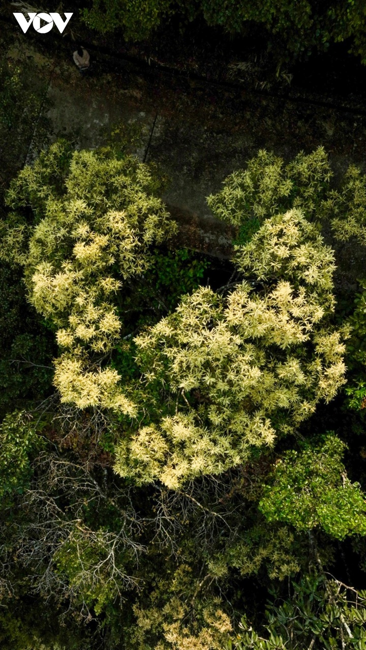 Bach Ma Mountain's seasonal beauty - 6 Bach Ma Mountain's seasonal beauty - 6