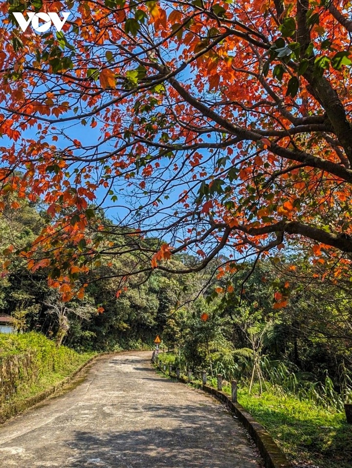 Bach Ma Mountain's seasonal beauty - 8 Bach Ma Mountain's seasonal beauty - 8