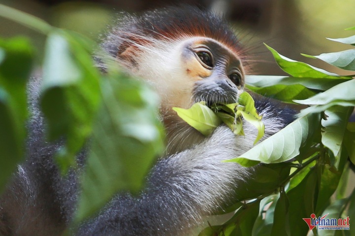 Admiring Cuc Phuong National Park's stunning red-shanked douc langurs - 4