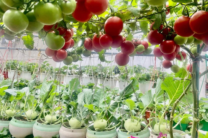 Hanoi woman's budget-friendly rooftop garden surprises visitors - 5 Hanoi woman's budget-friendly rooftop garden surprises visitors - 5