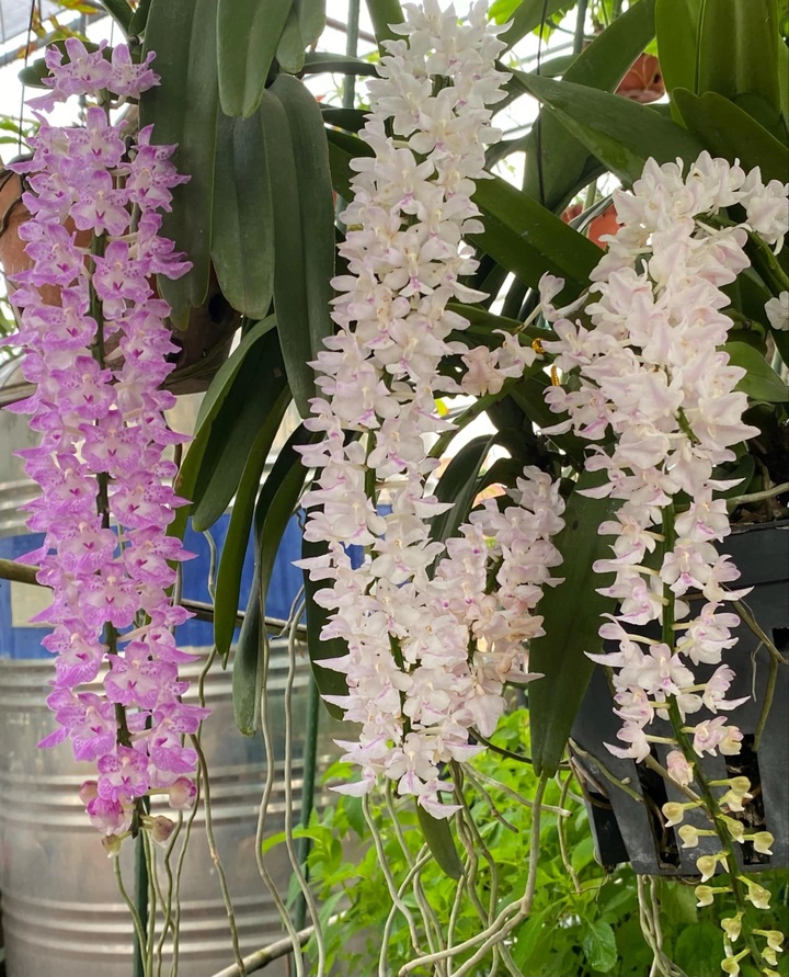 Hanoi woman's budget-friendly rooftop garden surprises visitors - 7 Hanoi woman's budget-friendly rooftop garden surprises visitors - 7