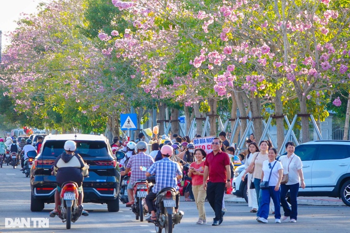 Pink trumpet flowers bloom on southwestern road - 1 Pink trumpet flowers bloom on southwestern road - 1