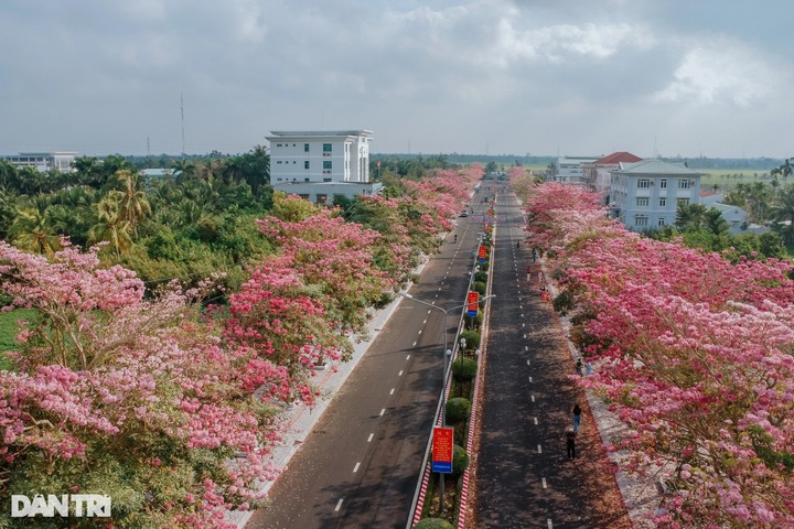 Pink trumpet flowers bloom on southwestern road - 2 Pink trumpet flowers bloom on southwestern road - 2