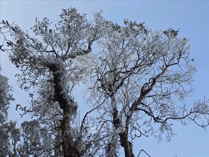 Late frost stuns Ta Xua Peak - 2 Late frost stuns Ta Xua Peak - 2