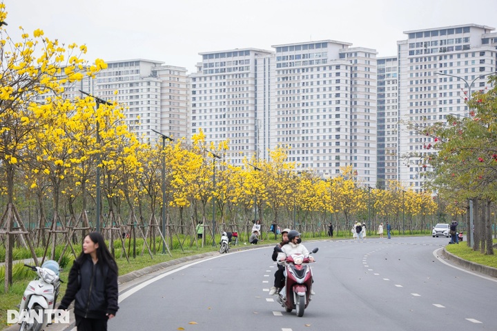 Hanoi trumpet flower road draws visitors - 1 Hanoi trumpet flower road draws visitors - 1