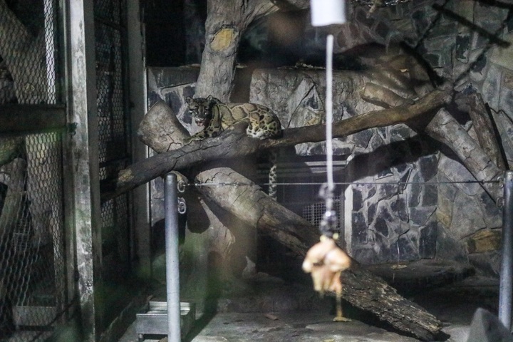 Saigon Zoo and Botanical Gardens launch night tour - 6