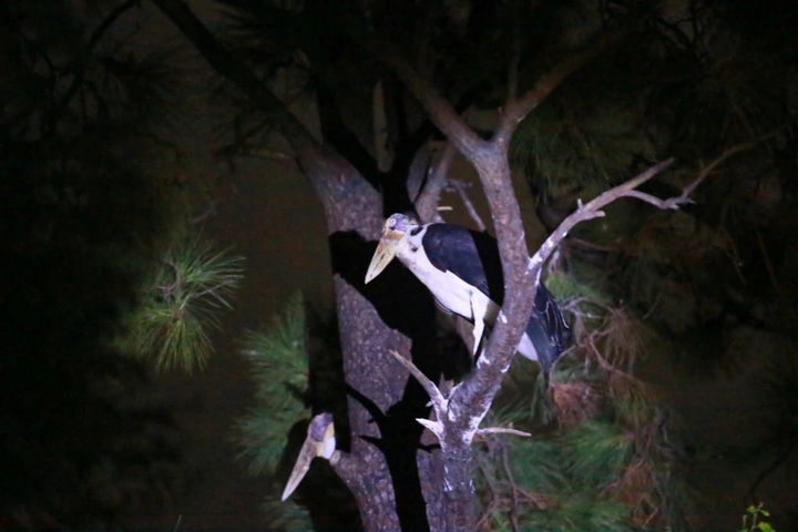 Saigon Zoo and Botanical Gardens launch night tour - 8