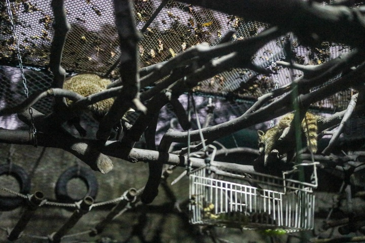 Saigon Zoo and Botanical Gardens launch night tour - 11