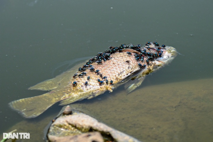 Worship items and waste pollute Hanoi lake - 5 Worship items and waste pollute Hanoi lake - 5