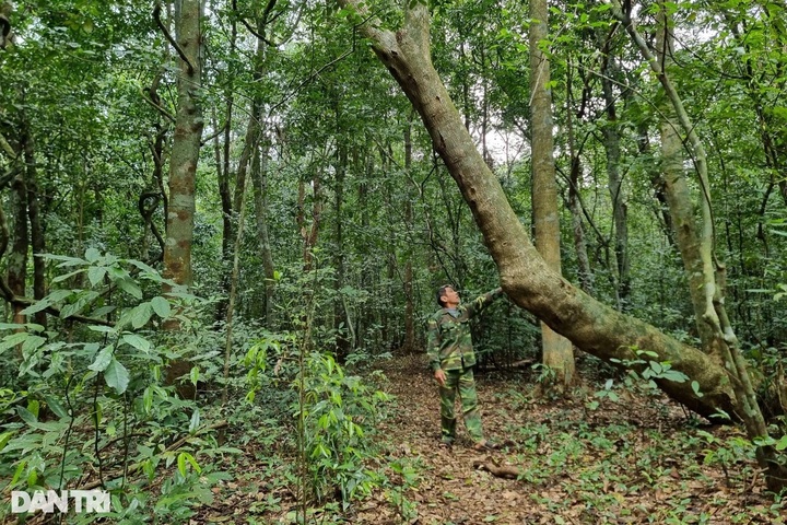 Quang Tri man has tree named after him following years protecting forest - 1