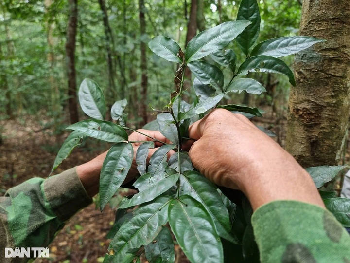 Quang Tri man has tree named after him following years protecting forest - 3