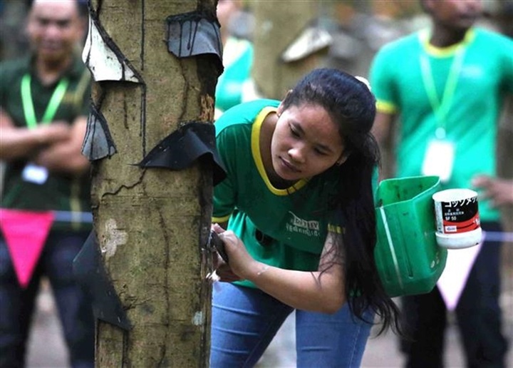 EU deforestation rules pose challenges for rubber production in Vietnam - 1