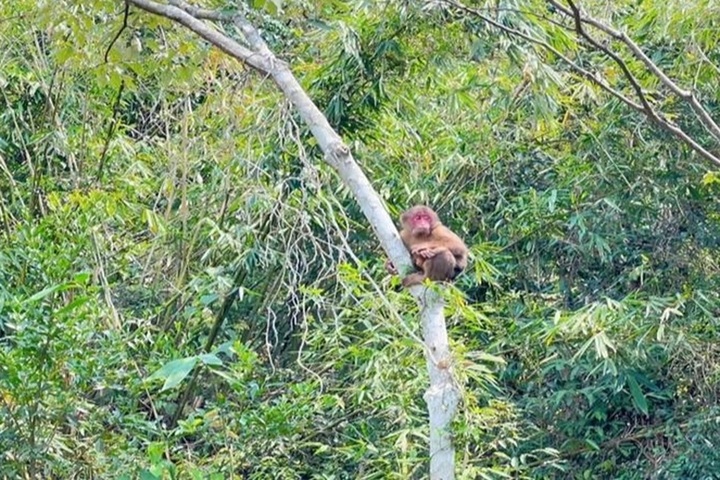 Stray rhesus macaque released into Bai Tu Long National Park - 1 Stray rhesus macaque released into Bai Tu Long National Park - 1