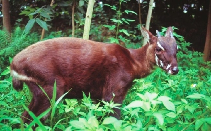 WWF grants VND3.1 billion to support saola conservation in Thua Thien-Hue - 1