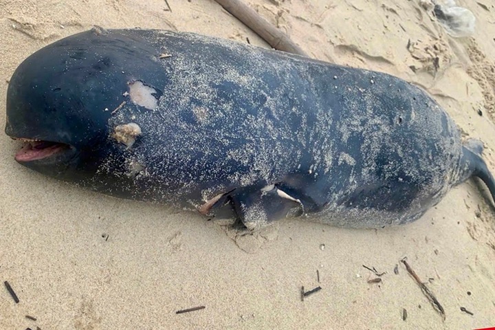 Consecutive whale strandings in Quang Binh - 1