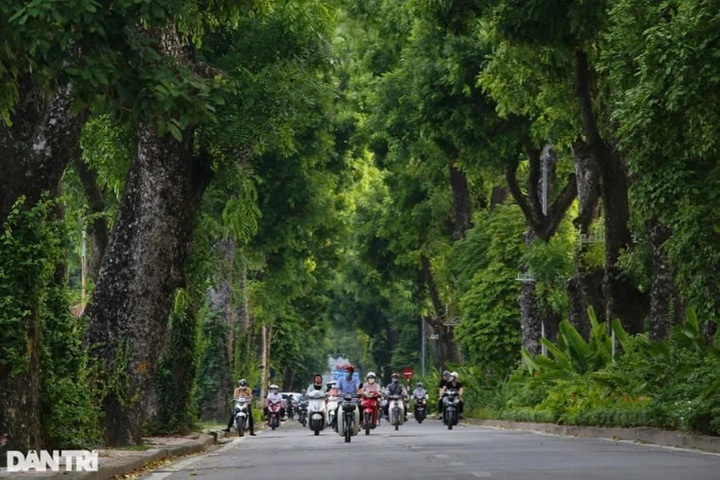Hanoi to grow more trees - 1