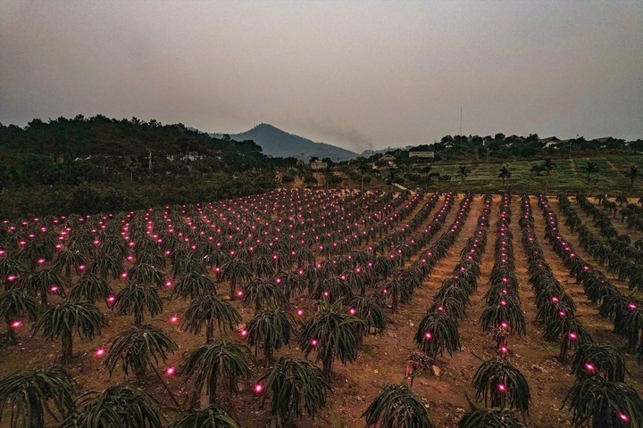 National flag illuminates Vinh Phuc dragon fruit garden - 1