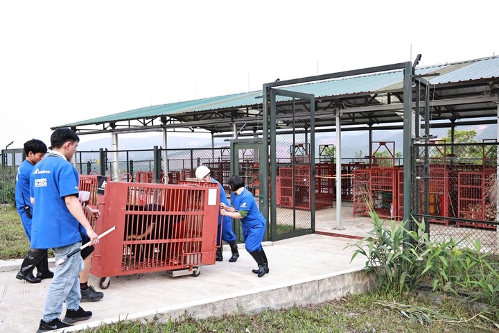 Three bears handed over to Bach Ma National Park Rescue Centre - 1 Three bears handed over to Bach Ma National Park Rescue Centre - 1