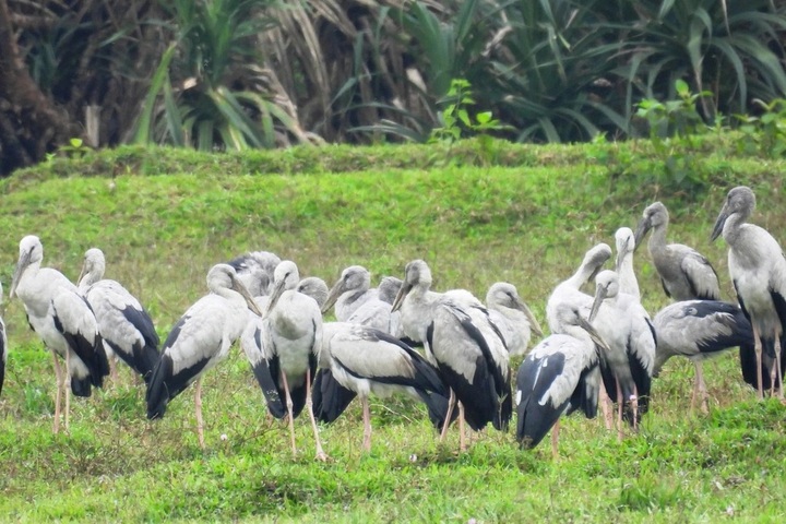 Rare stork flock discovered in Quang Tri field - 1