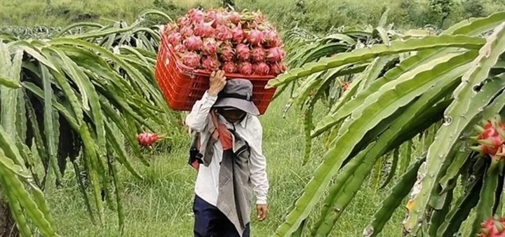 Vietnam eyes backup plans as US tariff threat looms - 1 Vietnam eyes backup plans as US tariff threat looms - 1