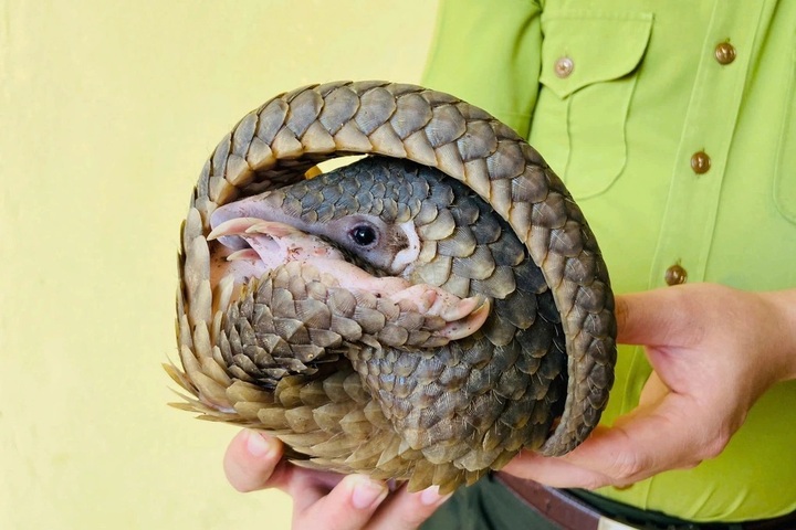 Rare pangolin rescued from roadside net in Quang Binh - 2