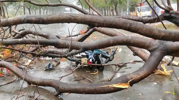 Fallen tree kills young girl in Binh Duong - 1 Fallen tree kills young girl in Binh Duong - 1