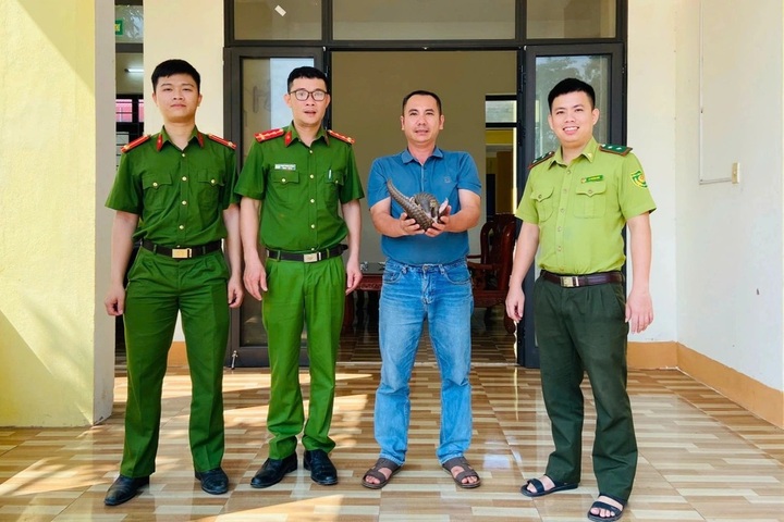 Rare pangolin rescued from roadside net in Quang Binh - 1