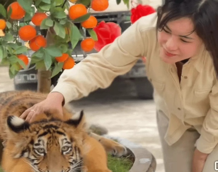 Nghe An tourist site criticised for letting visitors interact with tiger - 1