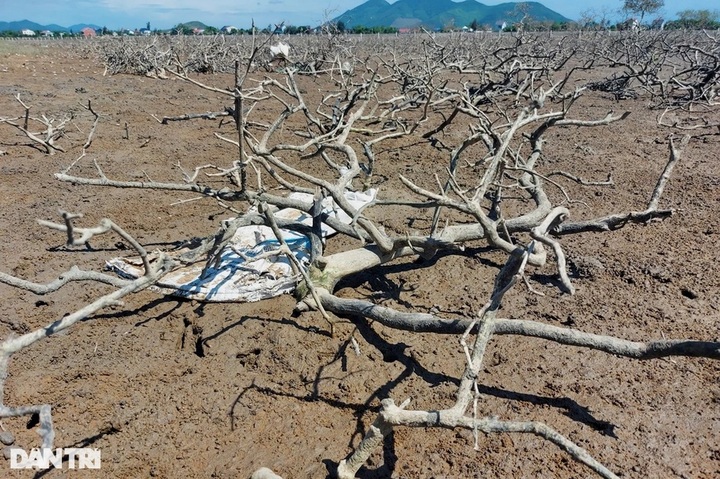 Ha Tinh struggles to cope with dying mangrove forest - 1 Ha Tinh struggles to cope with dying mangrove forest - 1