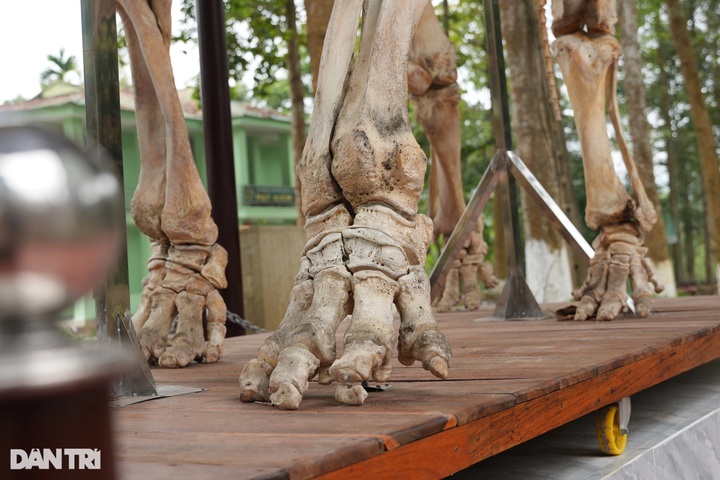 Two Asian elephant skeletons preserved at Pu Mat National Park - 3