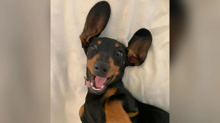 Runaway sausage dog snagged after 529 days on Australian island - 1