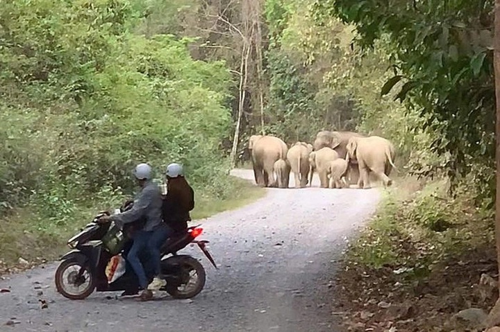 Elephant dies after falling into well in Dong Nai - 1